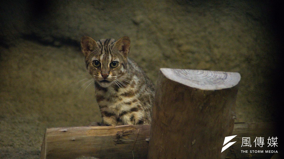 瀕危物種石虎路殺事件頻傳。圖為台北市立動物園的石虎。(資料照,甘岱民攝) 瀕危物種石虎路殺事件頻傳。圖為台北市立動物園的石虎。(資料照,甘岱民攝)