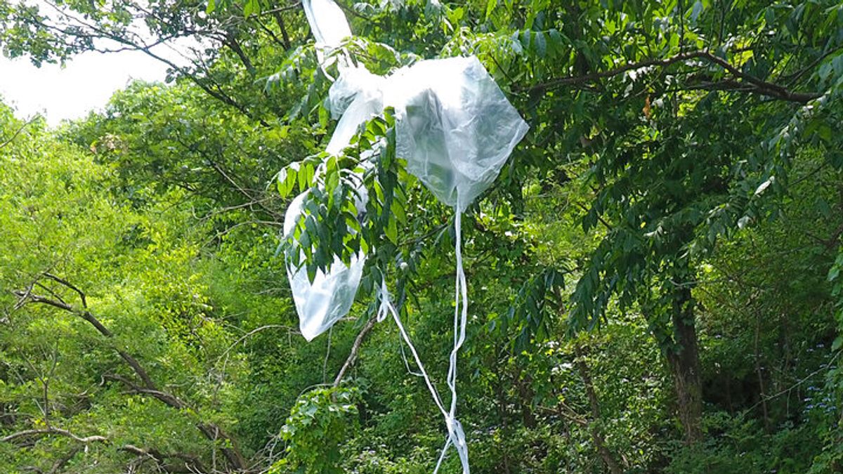 由脫北者團體施放的氣球上,掛著金正恩、金日成、金與正的照片,北韓近來不斷升高兩韓對立態勢,據稱就是為了這種散步反朝文宣的氣球。(美聯社) 由脫北者團體施放的氣球上,掛著金正恩、金日成、金與正的照片,北韓近來不斷升高兩韓對立態勢,據稱就是為了這種散步反朝文宣的氣球。(美聯社)