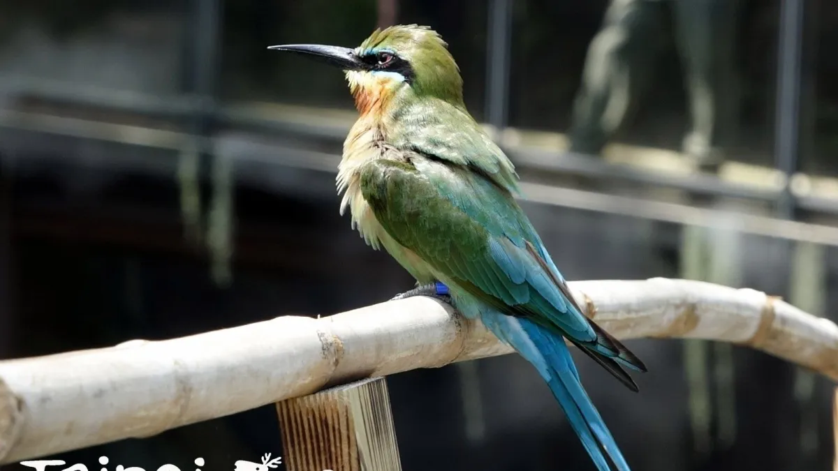台北市立動物園的熱帶雨林館開放參觀即將滿月,但傳出不少質疑的聲音。面對動物是否適應不良的問題,台北市立動物園發言人曹紹先以館內「栗喉蜂虎」(見圖)為例,表示曾見過他們在天冷的時候自己到象魚池「洗溫泉」,「動物會自己找到解決的方案」。(取自台北市立動物園網站)