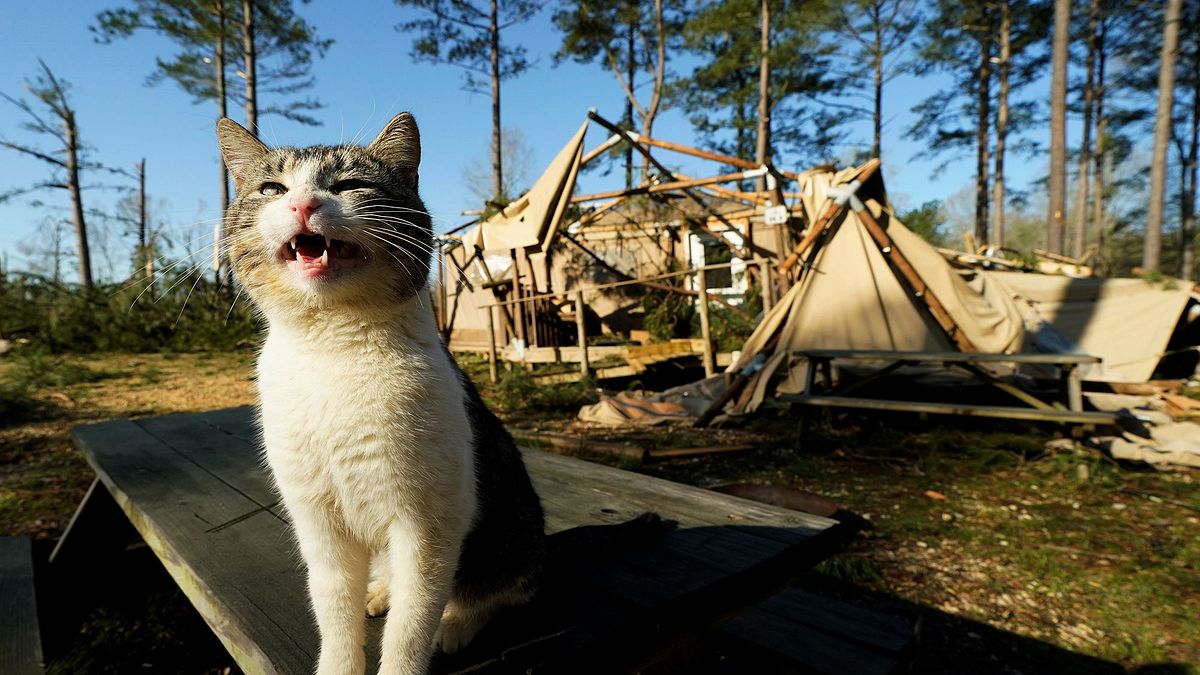 可愛貓咪站在被洪水摧毀的住宅外。(美聯社) 可愛貓咪站在被洪水摧毀的住宅外。(美聯社)