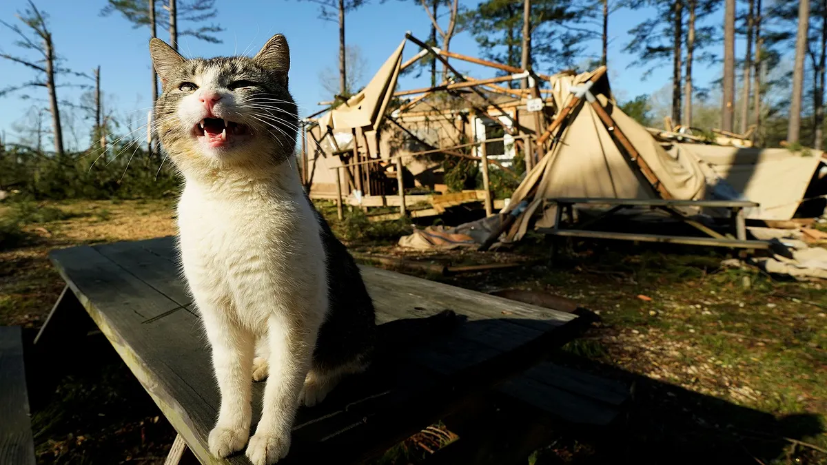 可愛貓咪站在被洪水摧毀的住宅外。(美聯社) 可愛貓咪站在被洪水摧毀的住宅外。(美聯社)