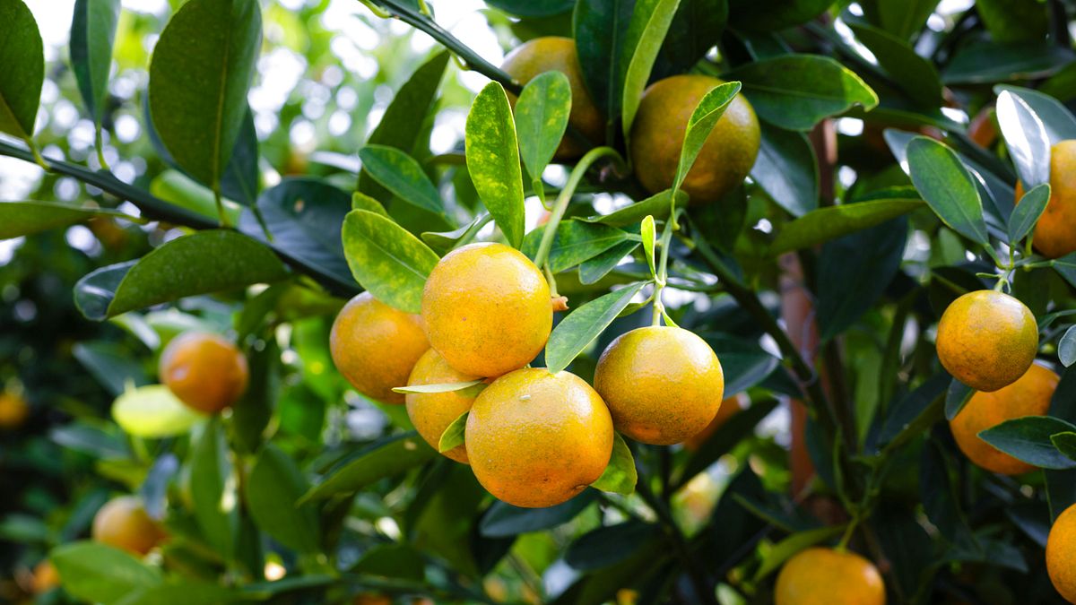 大苑子撤除石虎柳丁商標申請!石虎柳丁怎麼認?標章怎麼審?全台購買地圖一鍵查