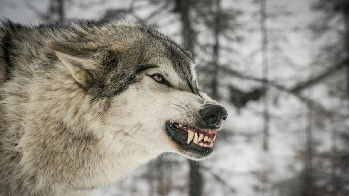 真實版《飢餓遊戲》將在酷寒的西伯利亞上演?(圖/Game2:Winter reality-show in tayga@facebook) 真實版《飢餓遊戲》將在酷寒的西伯利亞上演?(圖/Game2:Winter reality-show in tayga@facebook)