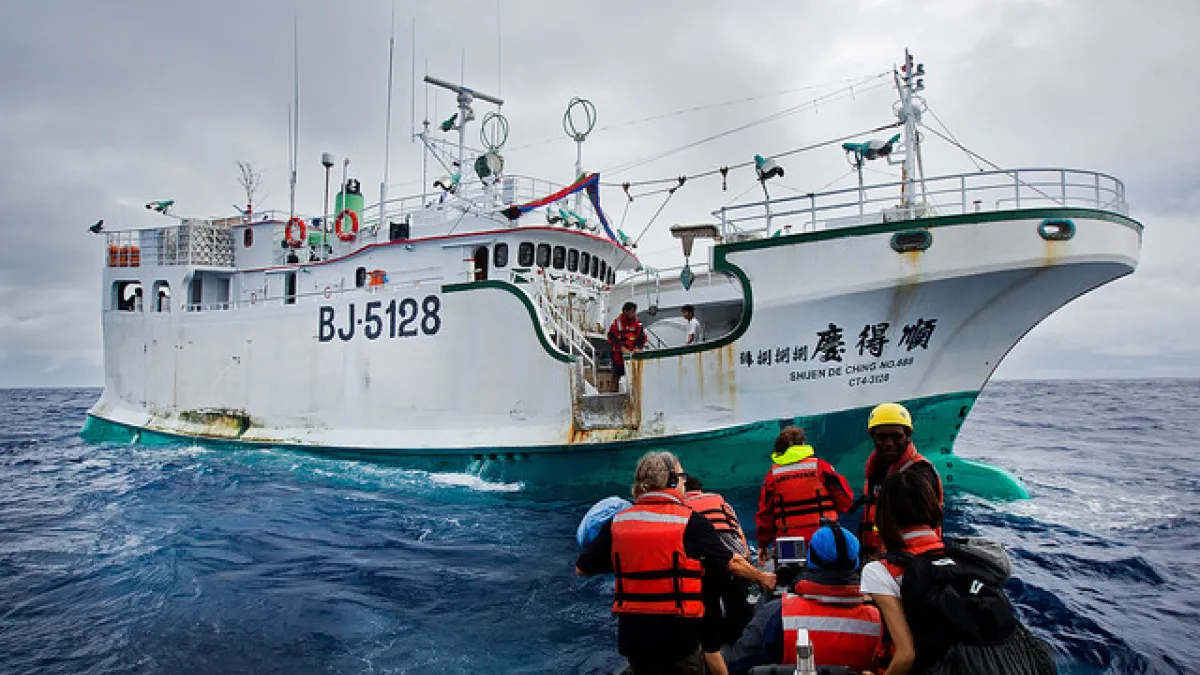 漁業署確認順得慶888號有將鯊魚漁獲割鰭棄身,及捕撈太平洋禁捕的黑鯊等違法行為,已處分收回漁業執照8個月以及15萬元罰鍰,同時沒入鯊魚漁獲物。(取自台灣綠色和平組織網站)