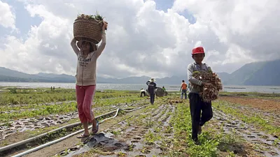 印尼1.4億的務農人口80%超過45歲,比例仍在逐年升高。(美聯社)