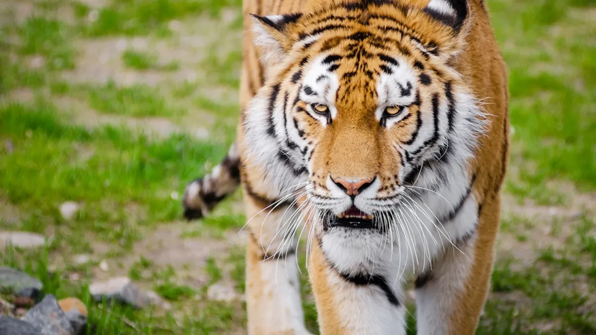 從「弱而不舉」到「舉而不堅」到「堅而不久」到「久而無精」,對男人而言都是奇恥大辱…(圖/Mathias Appel@flickr) 從「弱而不舉」到「舉而不堅」到「堅而不久」到「久而無精」,對男人而言都是奇恥大辱…(圖/Mathias Appel@flickr)