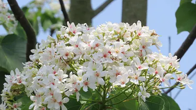 嘉義市首度推出搭森鐵賞花遊圓林仔的獨有低碳賞花行程浪漫獲好評。(圖/嘉義市政府提供)