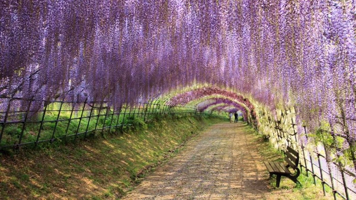追完粉紅色的櫻花,還有美麗的紫藤花可賞!(圖/TripAdvisor) 追完粉紅色的櫻花,還有美麗的紫藤花可賞!(圖/TripAdvisor)