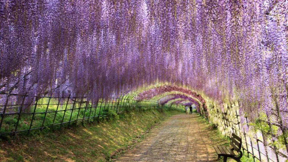 追完粉紅色的櫻花,還有美麗的紫藤花可賞!(圖/TripAdvisor)