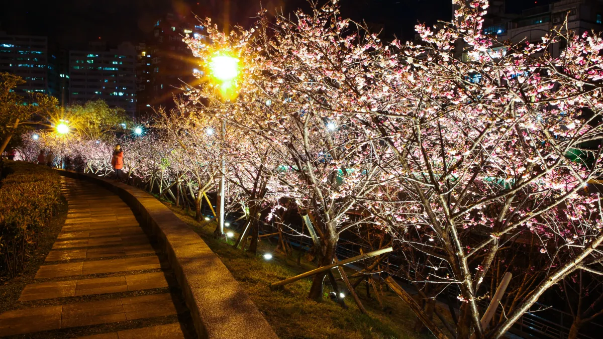樂活公園賞櫻步道 越夜越美麗