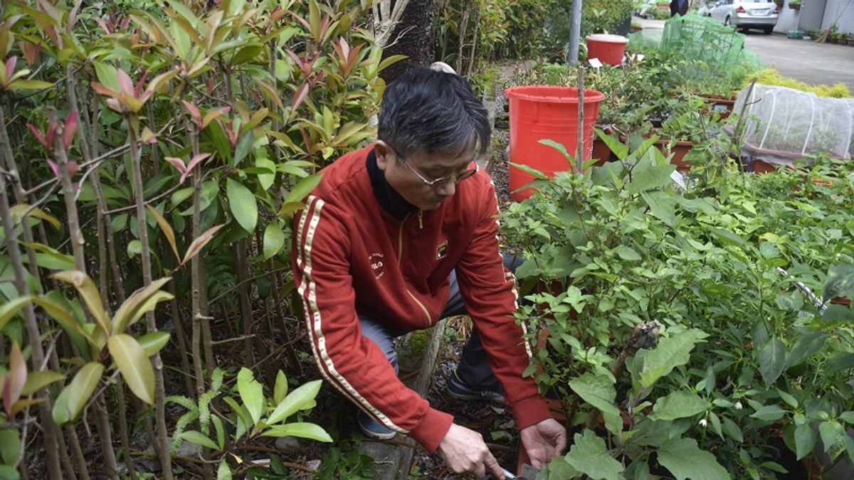 種菜也可習武。(作者提供) 種菜也可習武。(作者提供)