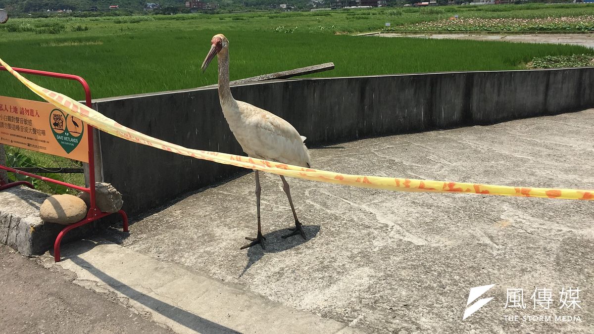 金山小白鶴。(資料照,呂紹煒攝) 金山小白鶴。(資料照,呂紹煒攝)