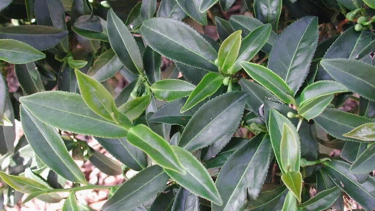 有身分證的好茶! 梨山茶獲准申請產地證明標章