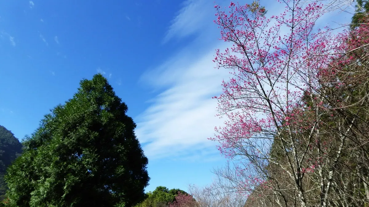 驚艷!奧萬大春櫻搶先綻放 到訪遊客直呼太美了