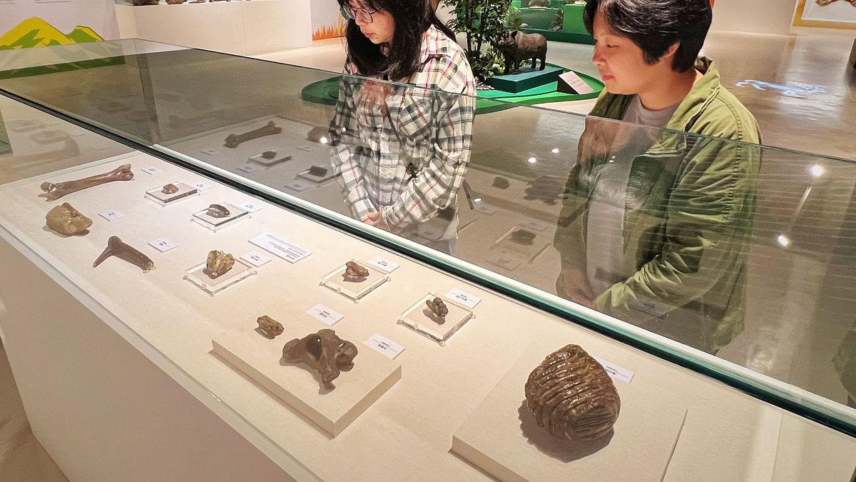 臺灣史前動物特展精選動物化石、漁獵工具及動物圖騰工藝品等展品。(圖/新北市立十三行博物館) 臺灣史前動物特展精選動物化石、漁獵工具及動物圖騰工藝品等展品。(圖/新北市立十三行博物館)
