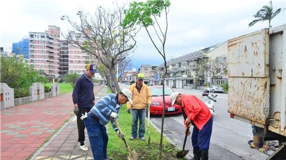 綠化市容 花蓮公所補植行道樹 綠化市容 花蓮公所補植行道樹