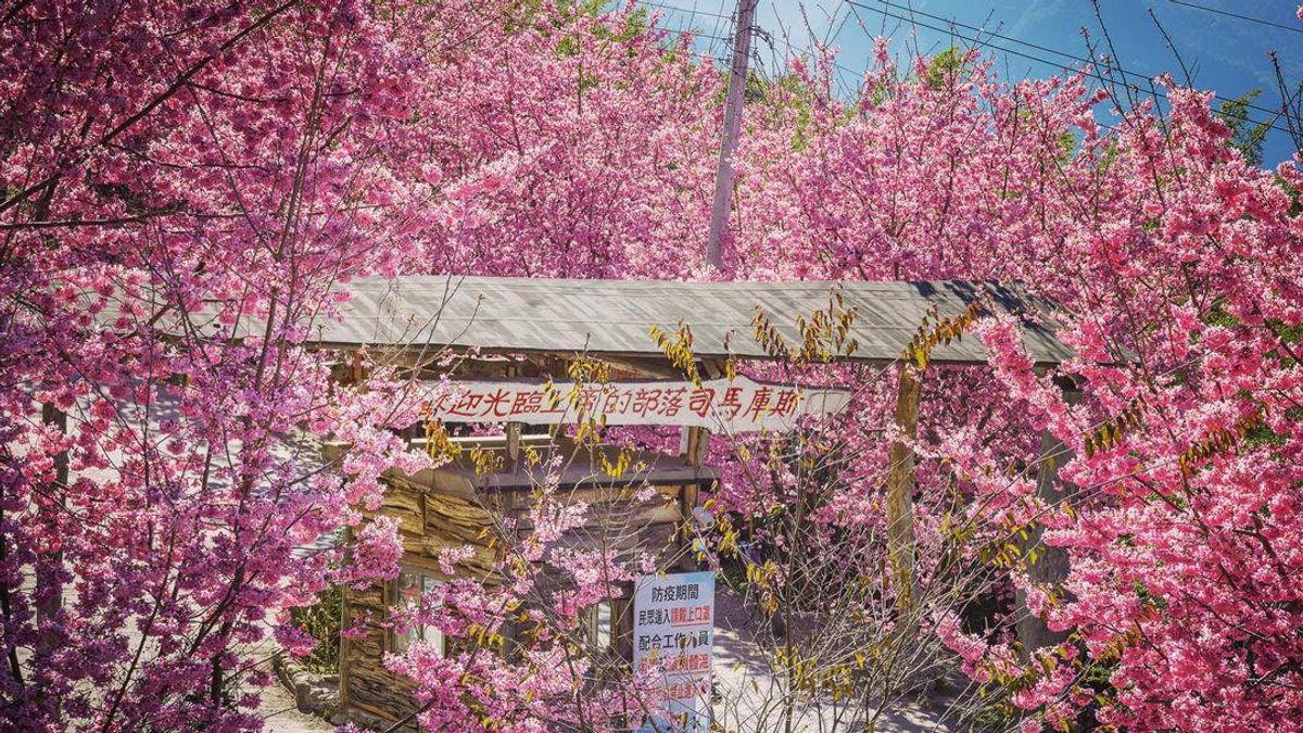 全台9大絕美賞櫻秘境一次公開,快帶家人、朋友欣賞超夢幻的櫻花林。(圖/Instagram@cfk1013提供) 全台9大絕美賞櫻秘境一次公開,快帶家人、朋友欣賞超夢幻的櫻花林。(圖/Instagram@cfk1013提供)