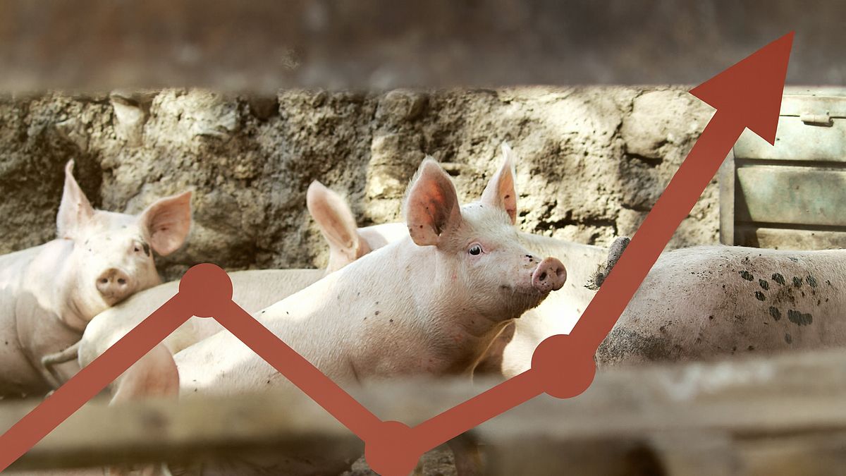 非洲豬瘟利多發酵!「最大受惠股」5年漲幅翻倍 專家揭三大佈局心法