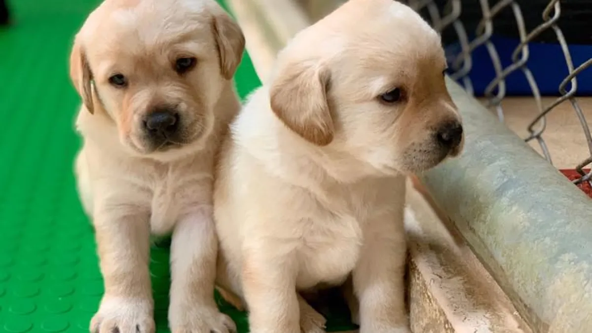 近期有4到5胎的拉不拉多緝毒犬幼犬誕生,原寄養家庭數量無法支應,海關對外徵求寄養家庭。(取自海關緝毒犬臉書)