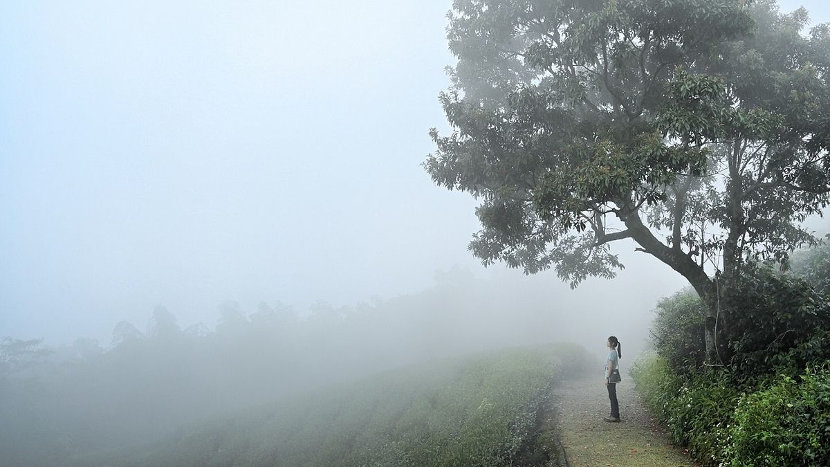嘉義縣府邀請遊客趁著雲瀑季來走步道,搶拍秋冬限定仙氣美照。(圖/嘉義縣政府文化觀光局提供) 嘉義縣府邀請遊客趁著雲瀑季來走步道,搶拍秋冬限定仙氣美照。(圖/嘉義縣政府文化觀光局提供)
