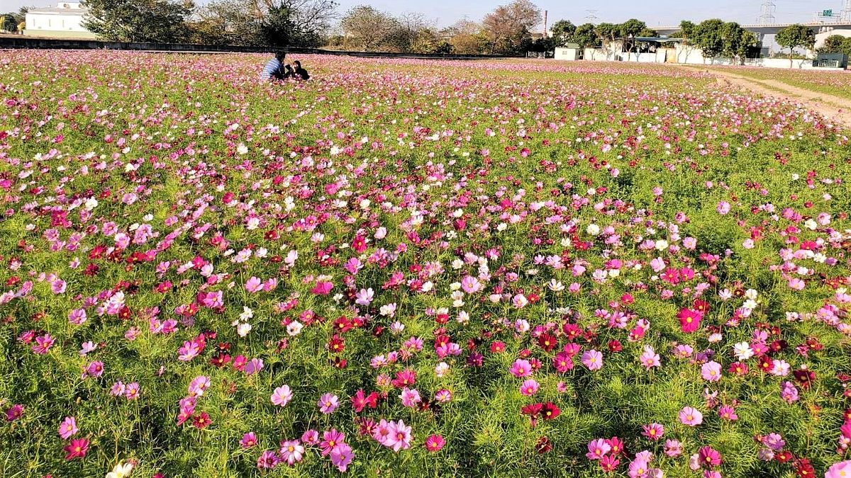 彰化縣共同推廣農民於冬季裡作期間,種植包含大波斯菊、黃波斯菊、向日葵等景觀作物,今年更新增百日草,形成另外花海景觀。(圖/彰化縣政府提供) 彰化縣共同推廣農民於冬季裡作期間,種植包含大波斯菊、黃波斯菊、向日葵等景觀作物,今年更新增百日草,形成另外花海景觀。(圖/彰化縣政府提供)