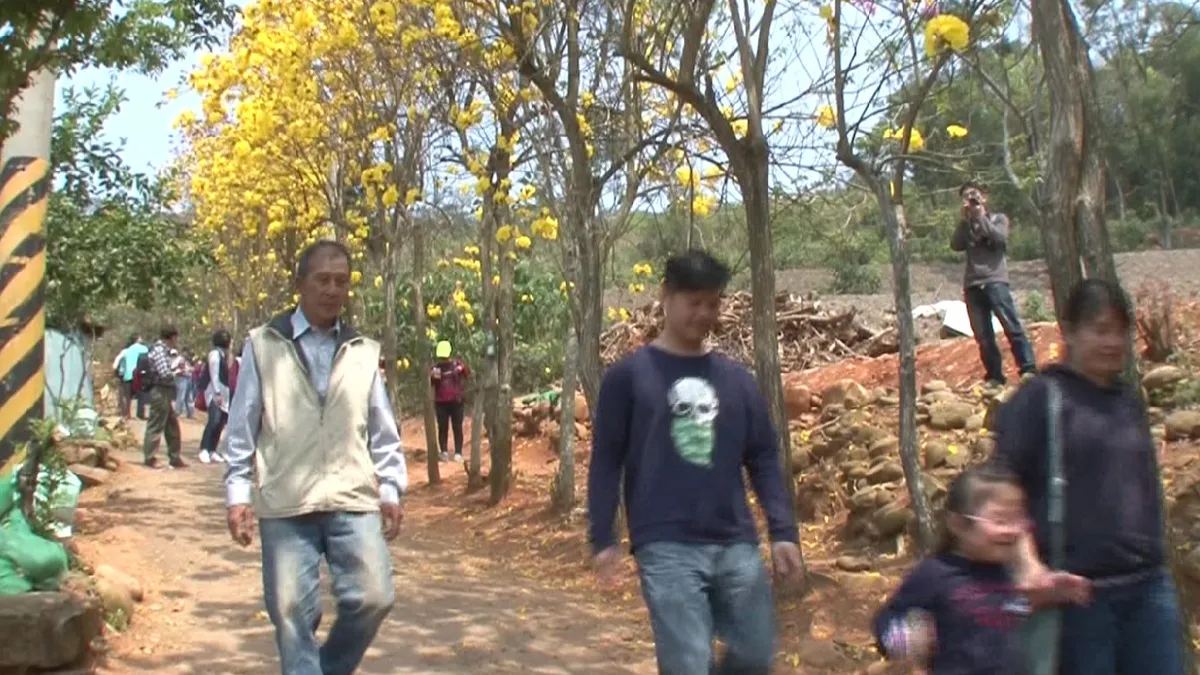 黃花風鈴木盛開 後院免費賞花成景點
