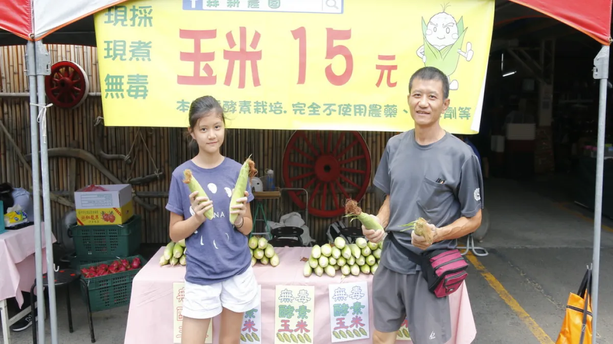 不採用化學農藥 無毒酵素玉米受歡迎