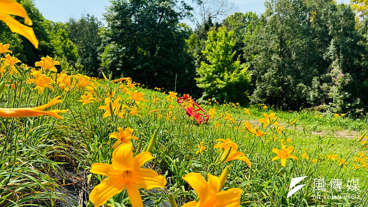目前正是東勢林場遊樂區金針花盛開的時節,滿山坡遍植6~7萬株的金針花,一片黃橙色花海。(圖/王秀禾攝) 目前正是東勢林場遊樂區金針花盛開的時節,滿山坡遍植6~7萬株的金針花,一片黃橙色花海。(圖/王秀禾攝)