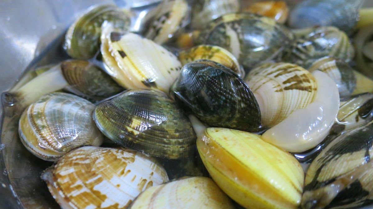 蛤蜊吐沙別只知道泡鹽水、麻油!大廚教簡單1招,免放冰箱吐得乾淨又快速