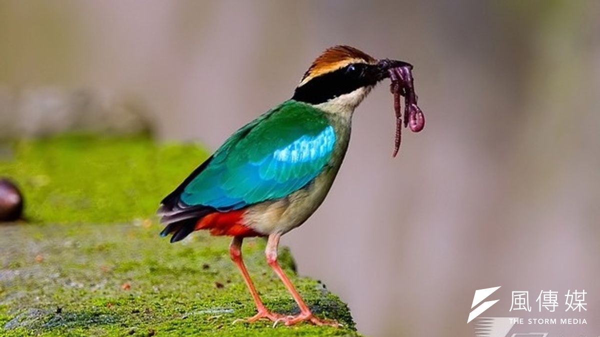 台灣幽林最美的身影八色鳥,繁殖季總是看到嘴巴咬滿著蚯蚓要帶回巢哺育雛鳥。(呂紹煒攝) 台灣幽林最美的身影八色鳥,繁殖季總是看到嘴巴咬滿著蚯蚓要帶回巢哺育雛鳥。(呂紹煒攝)