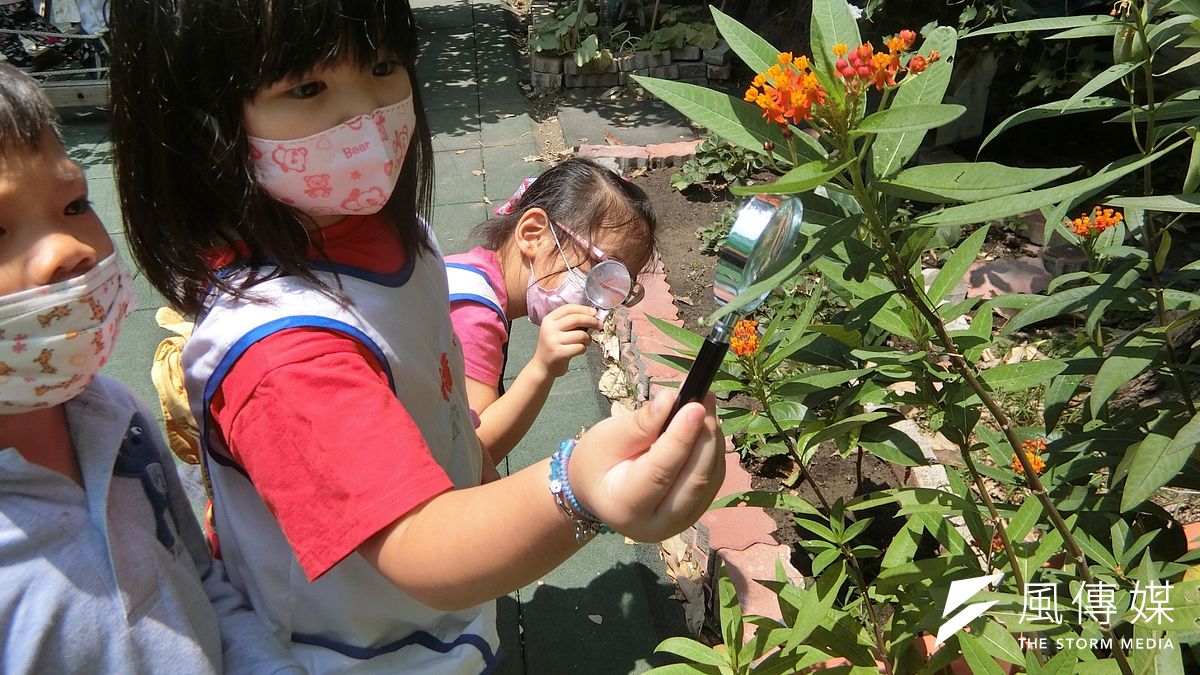 幼兒觀察蝴蝶。(圖/高雄市政府教育局提供) 幼兒觀察蝴蝶。(圖/高雄市政府教育局提供)