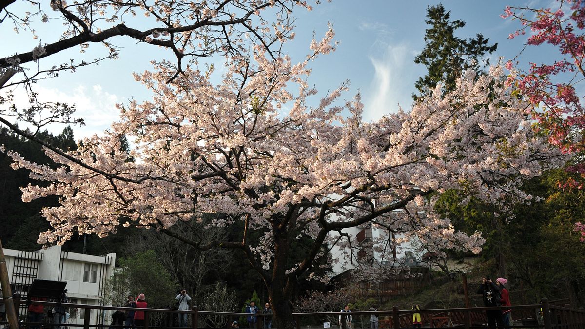 提升藝文氣息 阿里山擬全年開放園區展演場域 提升藝文氣息 阿里山擬全年開放園區展演場域