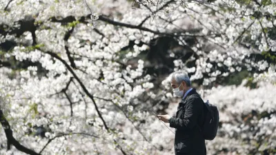 旅遊業者嚴選出國內賞櫻5大勝地,包含武陵農場、阿里山、九族文化村、新竹山上人家、司馬庫斯。(示意圖/美聯社)