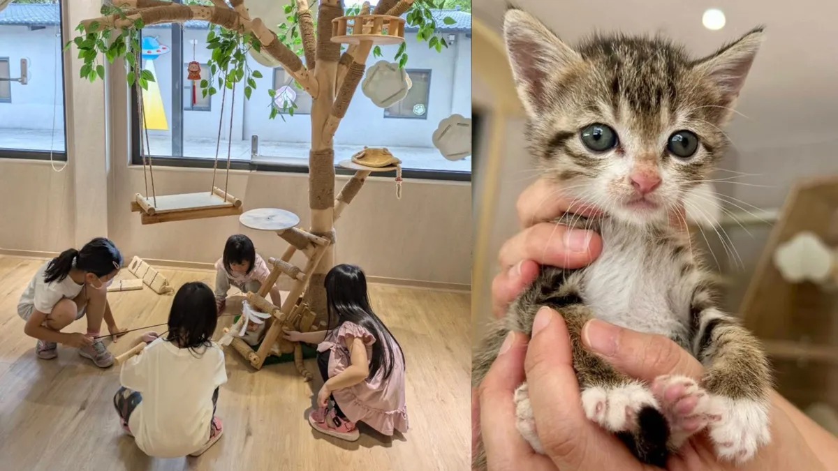 桃園南昌動保教育園區提供流浪動物認養服務,同時具備完善的醫療照護功能,讓新手貓奴也可以安心領養。(桃園市動保處提供)