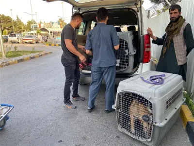 一家由英國人在阿富汗所設動物收容所的200隻貓狗,將獲准搭乘包機撤離喀布爾。(圖取自twitter.com/Nowzad)