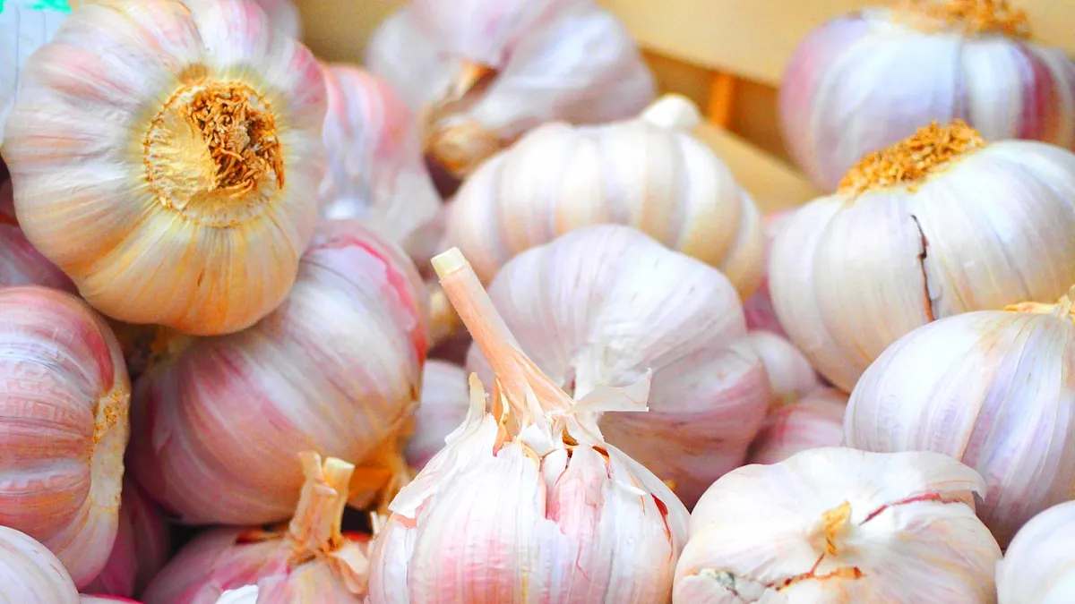 從「發芽」、「褐斑」、「黃化」到「軟化」,看懂大蒜外觀變化,安心料理不踩雷!(示意圖/取自photo-ac) 從「發芽」、「褐斑」、「黃化」到「軟化」,看懂大蒜外觀變化,安心料理不踩雷!(示意圖/取自photo-ac)