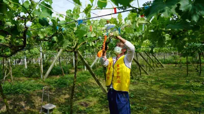 中市府勞工局就業服務處設置農業缺工就業單一窗口,由就業服務員以個案管理方式,協助就業經推介參加石岡區農會「農事服務團」並通過甄試為農業師傅者,農會將安排分配至缺工農場-農業缺工媒合,現場嫁接剪枝。(圖/台中市政府提供)