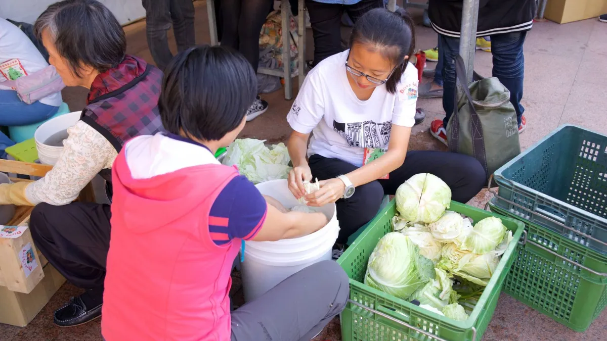 搶救高麗菜 新北號召志工做泡菜