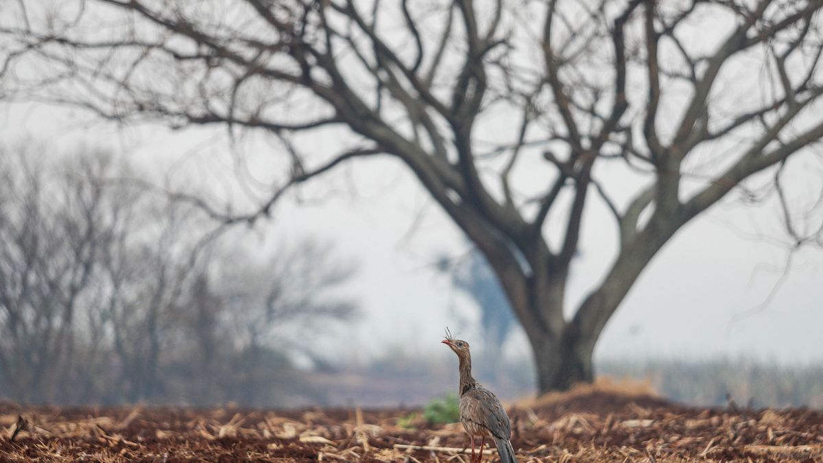2024年8月25日,巴西聖保羅州里貝拉普雷圖,一隻鳥站在被野火中燒焦的蘆葦上。(美聯社) 2024年8月25日,巴西聖保羅州里貝拉普雷圖,一隻鳥站在被野火中燒焦的蘆葦上。(美聯社)