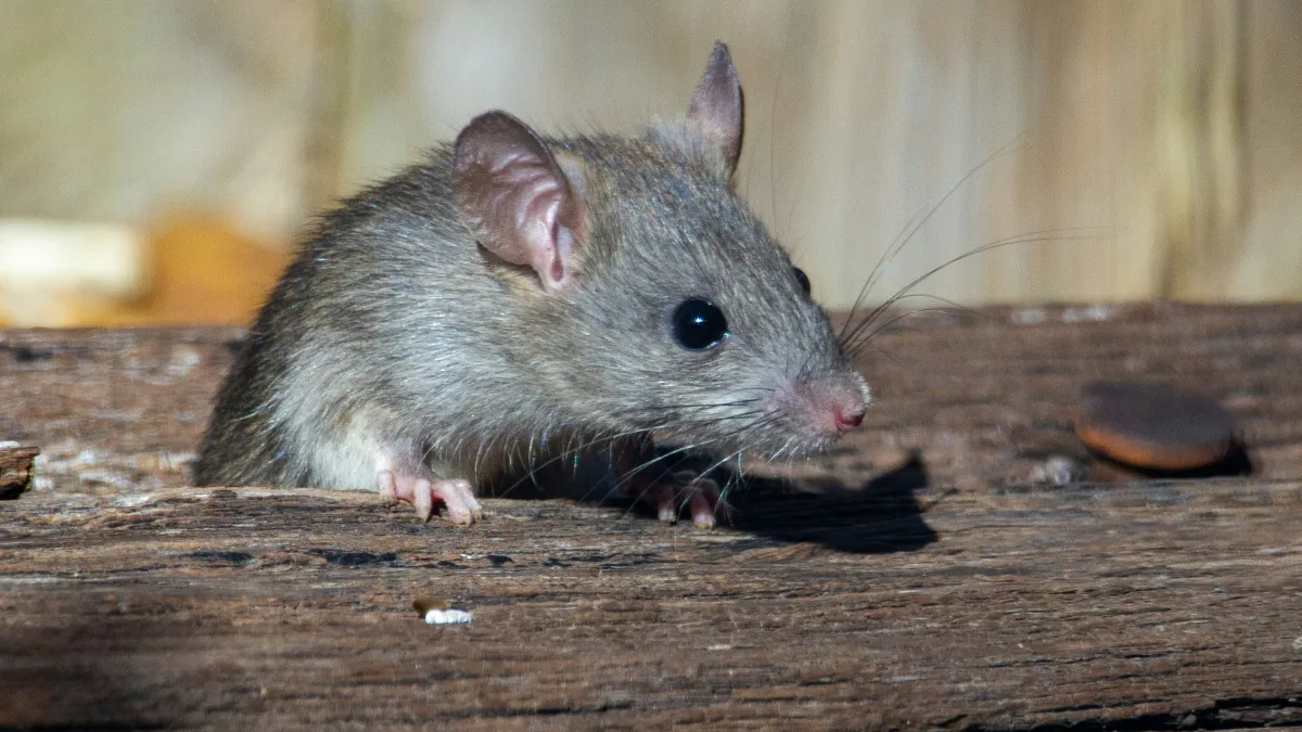 A string of rat incidents in Taipei's public spaces has put residents on edge — and raised hard questions about the city's approach to pest control. (Illustration / Unsplash)