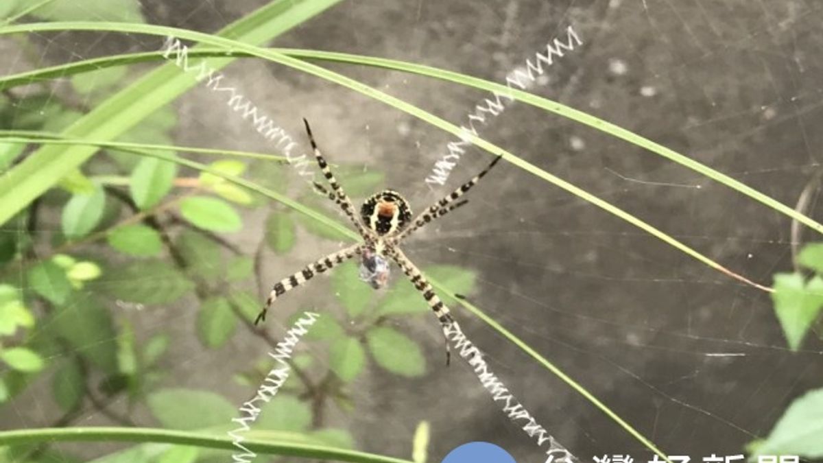 大自然真奇妙 蜘蛛結網如織英文字 大自然真奇妙 蜘蛛結網如織英文字