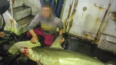 環境正義基金會(EJF)揭露台灣漁船的海上血腥屠殺惡行,全都違反鯊魚「割鰭棄身」禁令(翻攝EJF推特)