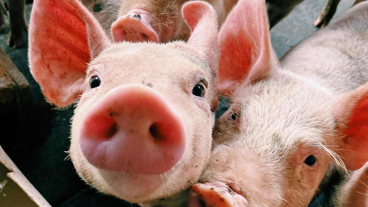 朱淑娟專欄:禁止廚餘養豬,何需再等一年?