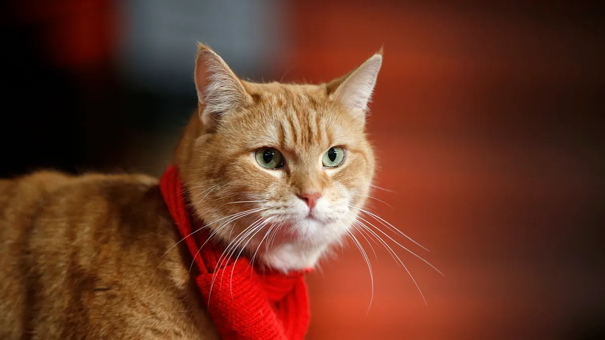 全球知名街貓「鮑伯」(Bob)(資料照,AP) 全球知名街貓「鮑伯」(Bob)(資料照,AP)