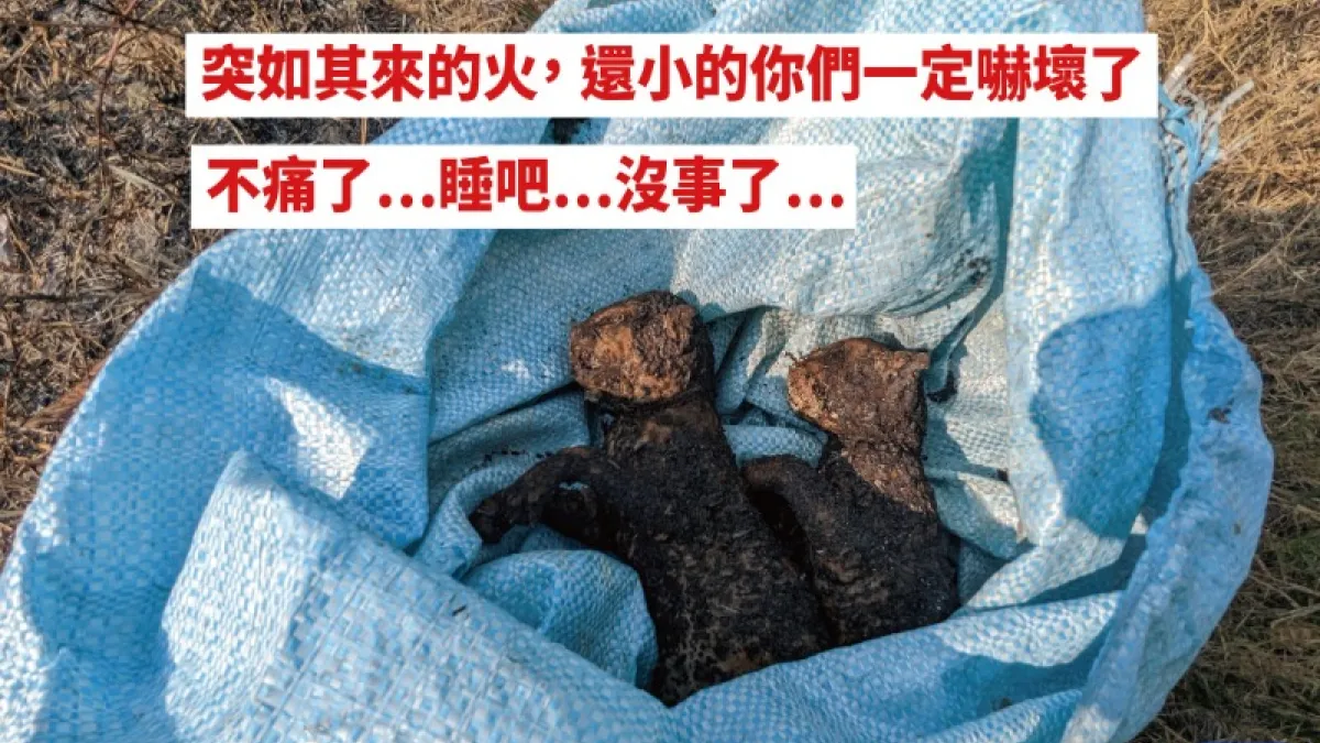 石虎寶寶被燒死。(圖/石虎保育大使阿虎加油)