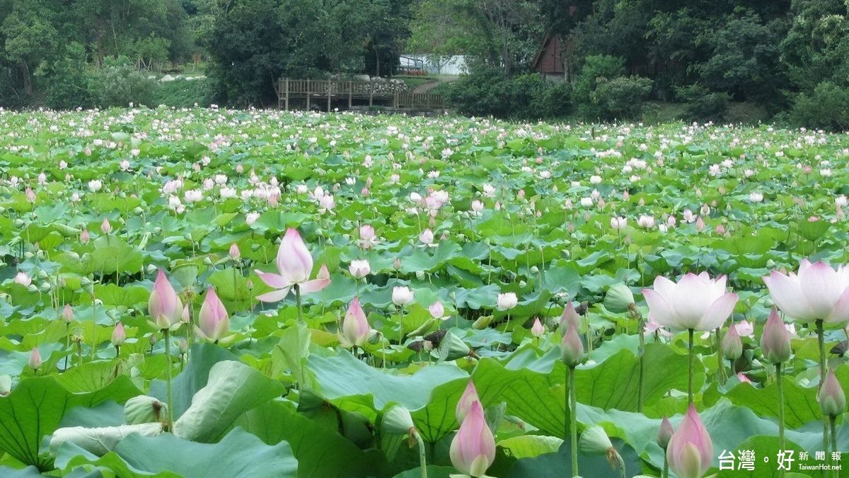 舒緩浮躁情緒 東勢林業文化園區舉辦賞荷音樂饗宴 舒緩浮躁情緒 東勢林業文化園區舉辦賞荷音樂饗宴