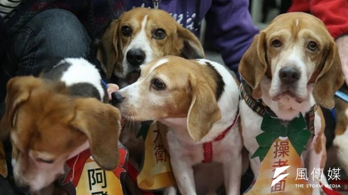 實驗用米格魯連眼神都吐露哀傷(網友提供) 實驗用米格魯連眼神都吐露哀傷(網友提供)