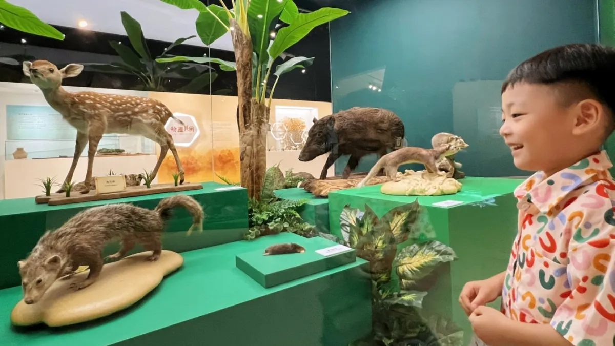 十三行博物館-臺灣史前動物特展,展出梅花鹿等動物標本,聚焦保育議題。(圖/新北市立十三行博物館)