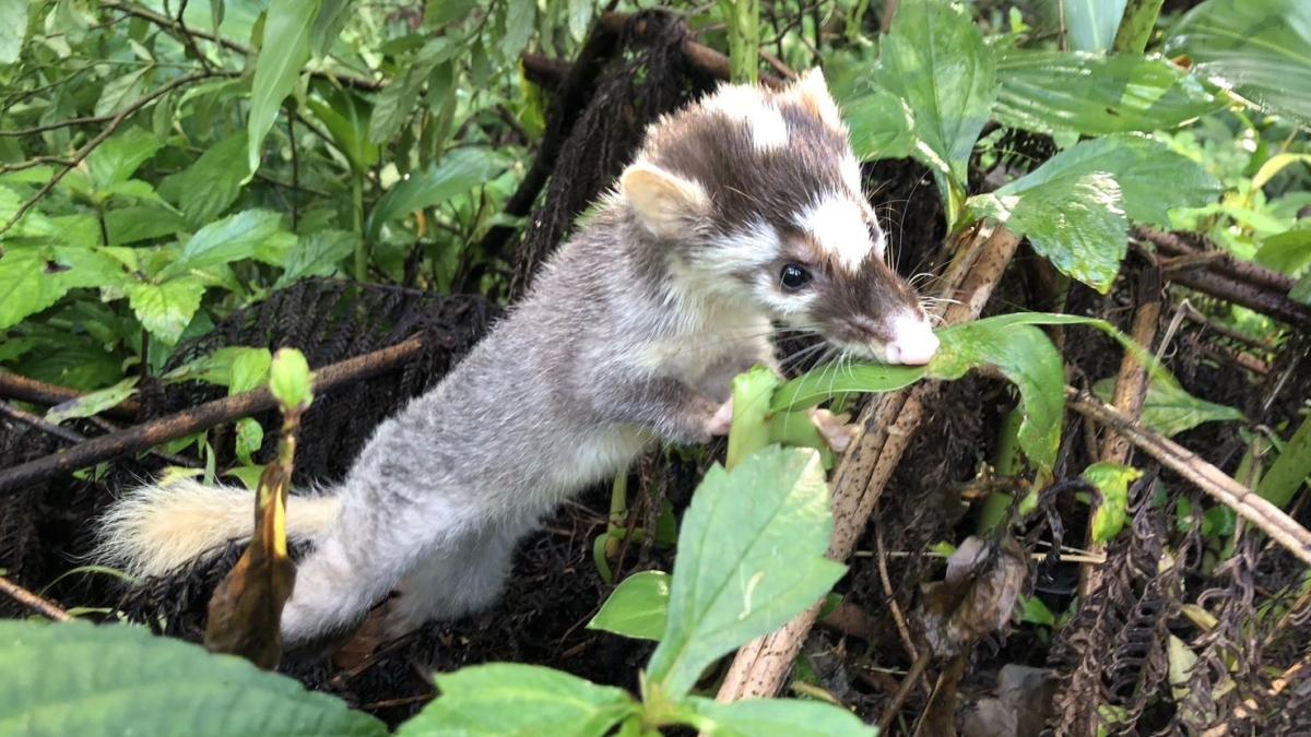 新北野生動物救援292件、白鼻心及鼬獾占七成 動保處提醒「2不1要」守護人寵安全