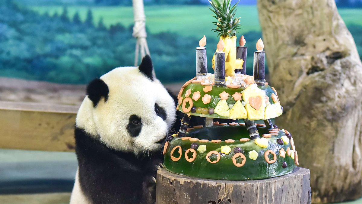 大貓熊「圓仔」過生日!(資料照,取自台北市政府網站) 大貓熊「圓仔」過生日!(資料照,取自台北市政府網站)